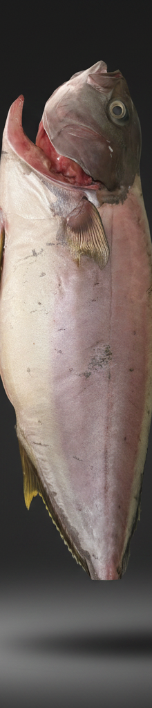DRY AGED HAMACHI PER KG