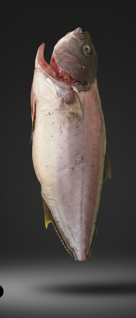 DRY AGED HAMACHI PER KG